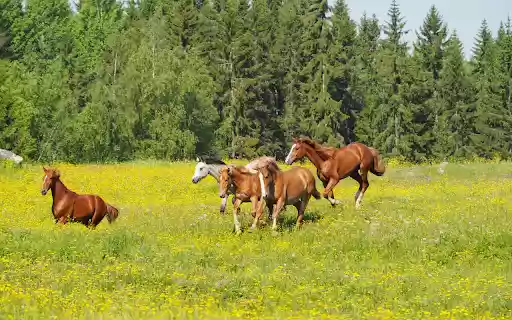 Horses in the middle of the flower forest from Chrome web store to be run with OffiDocs Chromium online Horses in the middle of the flower forest from Chrome web store to be run with OffiDocs Chromium online
