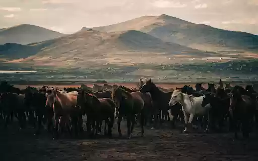 Horses on Field Near Mountains  from Chrome web store to be run with OffiDocs Chromium online