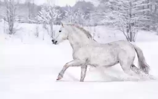 Horses walking on snow  from Chrome web store to be run with OffiDocs Chromium online