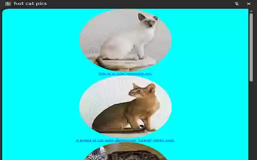 hot cat pics from Chrome web store to be run with OffiDocs Chromium online hot cat pics from Chrome web store to be run with OffiDocs Chromium online
