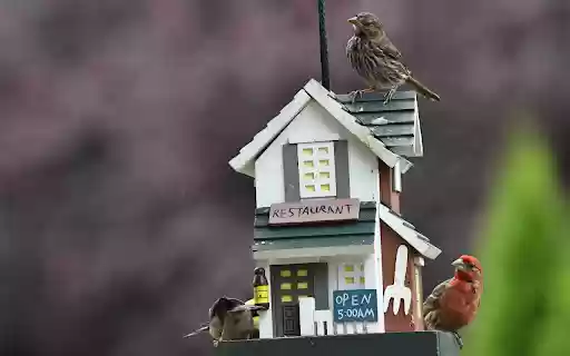 House and birds  from Chrome web store to be run with OffiDocs Chromium online