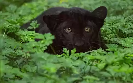 Huge black cat  from Chrome web store to be run with OffiDocs Chromium online