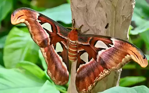 Huge harmless insect  from Chrome web store to be run with OffiDocs Chromium online