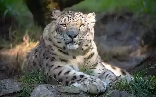 Huge white tiger  from Chrome web store to be run with OffiDocs Chromium online
