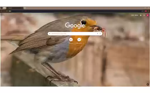 Hungry Erithacus rubecula bird eating insect in nature  from Chrome web store to be run with OffiDocs Chromium online