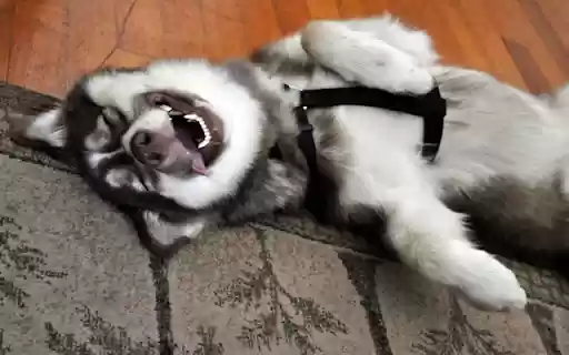 Husky: The Energetic and Playful Snow Dog  from Chrome web store to be run with OffiDocs Chromium online