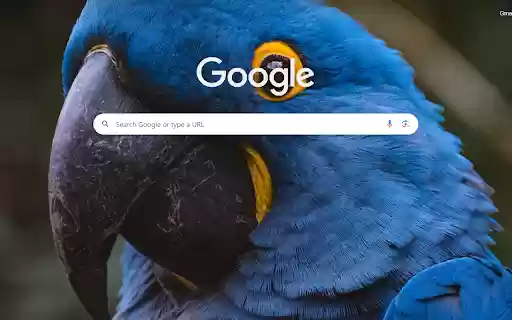 Hyacinth Macaw Majesty from Chrome web store to be run with OffiDocs Chromium online Hyacinth Macaw Majesty from Chrome web store to be run with OffiDocs Chromium online