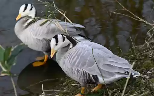hybrid geese  from Chrome web store to be run with OffiDocs Chromium online