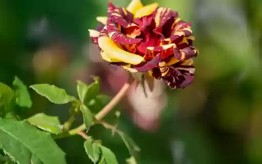 Hybrid roses from Chrome web store to be run with OffiDocs Chromium online Hybrid roses from Chrome web store to be run with OffiDocs Chromium online