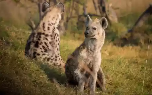 Hyena from Chrome web store to be run with OffiDocs Chromium online Hyena from Chrome web store to be run with OffiDocs Chromium online