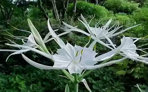 Hymenocallis littoralis flower wallpapers  from Chrome web store to be run with OffiDocs Chromium online