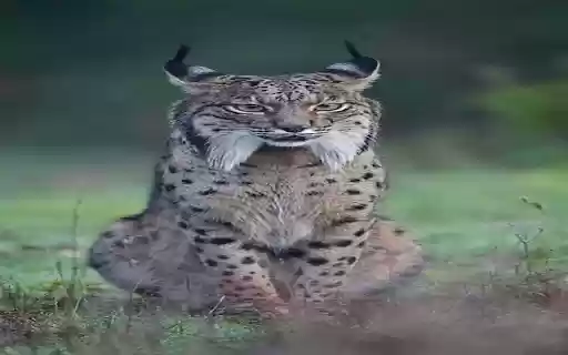 Iberian Lynx Wallpaper  from Chrome web store to be run with OffiDocs Chromium online