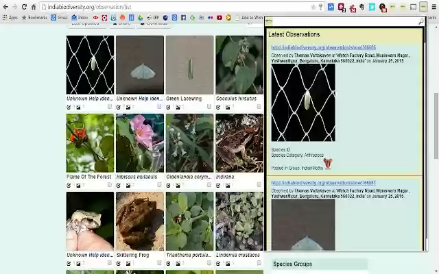 IBP Observation Browser from Chrome web store to be run with OffiDocs Chromium online IBP Observation Browser from Chrome web store to be run with OffiDocs Chromium online