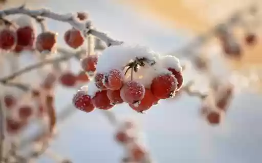 icy fruit  from Chrome web store to be run with OffiDocs Chromium online