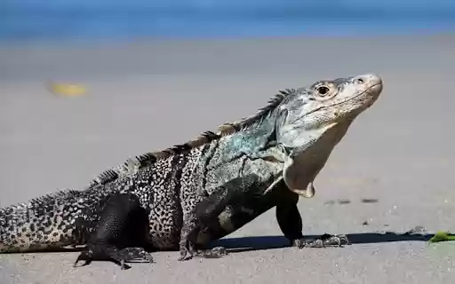 Iguana THEME  from Chrome web store to be run with OffiDocs Chromium online
