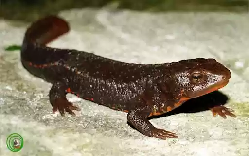 iguana wallpaper  from Chrome web store to be run with OffiDocs Chromium online