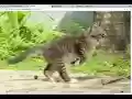 Image zoom and drag  from Chrome web store to be run with OffiDocs Chromium online