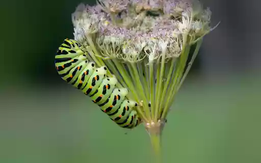 Inchworm on a flower branch  from Chrome web store to be run with OffiDocs Chromium online