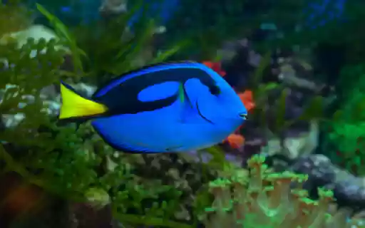 Introduction to the Theme: Green Wrasse  from Chrome web store to be run with OffiDocs Chromium online