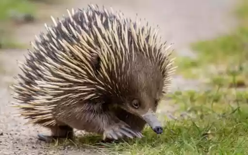 Introduction to the Theme: Hedgehog from Chrome web store to be run with OffiDocs Chromium online Introduction to the Theme: Hedgehog from Chrome web store to be run with OffiDocs Chromium online