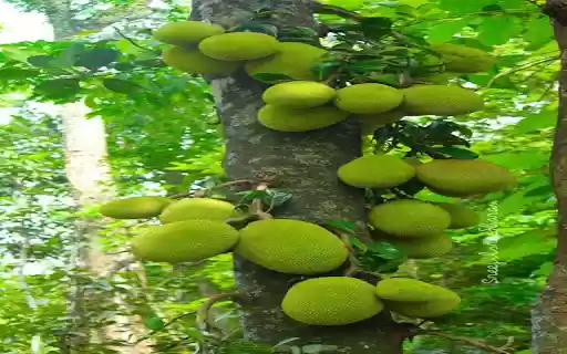 jackfruit tree wallpaper  from Chrome web store to be run with OffiDocs Chromium online