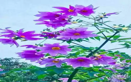 Japanese Wildflower Wallpaper from Chrome web store to be run with OffiDocs Chromium online Japanese Wildflower Wallpaper from Chrome web store to be run with OffiDocs Chromium online