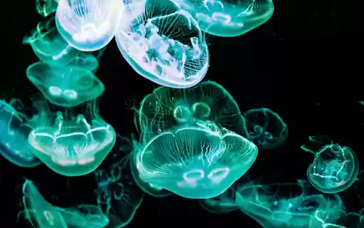 Jellyfish meduse underwater from Chrome web store to be run with OffiDocs Chromium online Jellyfish meduse underwater from Chrome web store to be run with OffiDocs Chromium online
