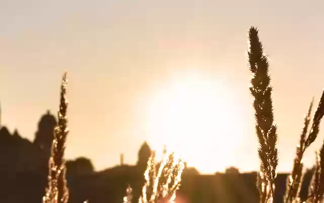 Just Wheat  from Chrome web store to be run with OffiDocs Chromium online