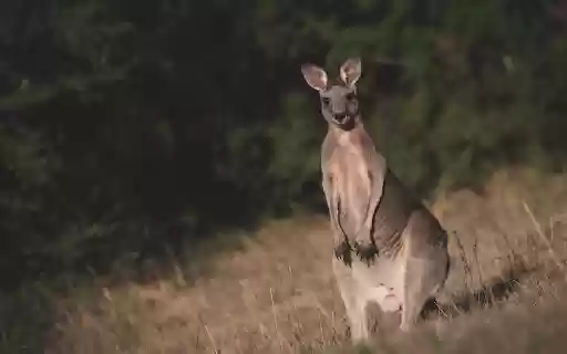 Kangaroo in the Wild  from Chrome web store to be run with OffiDocs Chromium online