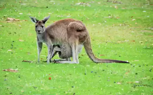 kangaroo mother and child  from Chrome web store to be run with OffiDocs Chromium online