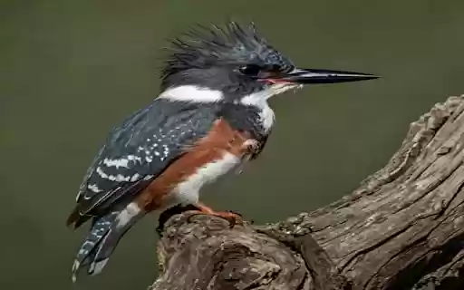 Kingfisher perched on branch wallpaper from Chrome web store to be run with OffiDocs Chromium online Kingfisher perched on branch wallpaper from Chrome web store to be run with OffiDocs Chromium online