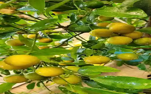 kumquat tree wallpaper  from Chrome web store to be run with OffiDocs Chromium online