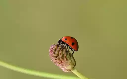 Ladybug and flowers  from Chrome web store to be run with OffiDocs Chromium online