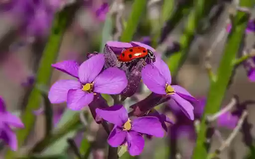 Ladybug on purple flower  from Chrome web store to be run with OffiDocs Chromium online