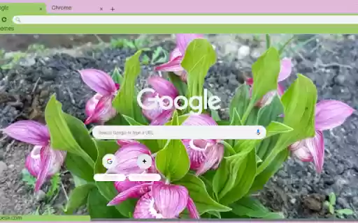 Lady’s Slipper Orchid  from Chrome web store to be run with OffiDocs Chromium online