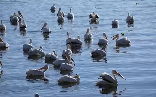 Lake and Birds  from Chrome web store to be run with OffiDocs Chromium online