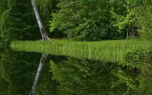 Lakeside trees  from Chrome web store to be run with OffiDocs Chromium online