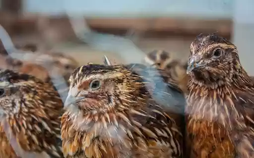 Large flock of quails  from Chrome web store to be run with OffiDocs Chromium online