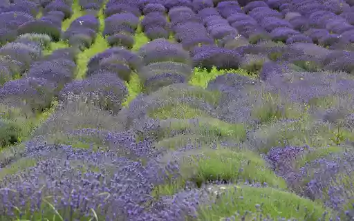Large flower beds  from Chrome web store to be run with OffiDocs Chromium online