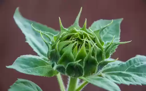 Large Flower Bud  from Chrome web store to be run with OffiDocs Chromium online