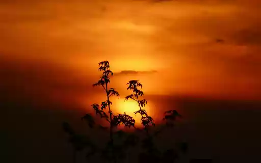 Late afternoon  from Chrome web store to be run with OffiDocs Chromium online