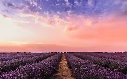 Lavender Sunset Dream from Chrome web store to be run with OffiDocs Chromium online Lavender Sunset Dream from Chrome web store to be run with OffiDocs Chromium online