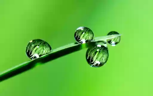 Leaf and water drop  from Chrome web store to be run with OffiDocs Chromium online