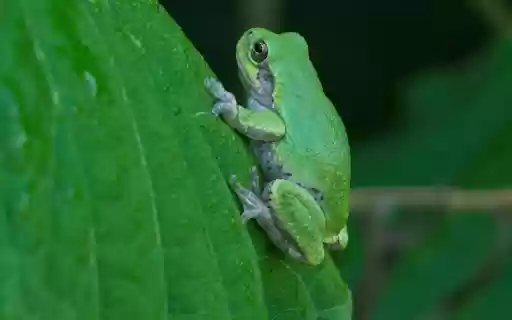 Leaf colored frog  from Chrome web store to be run with OffiDocs Chromium online