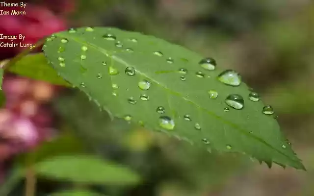 Leaf Drops  from Chrome web store to be run with OffiDocs Chromium online