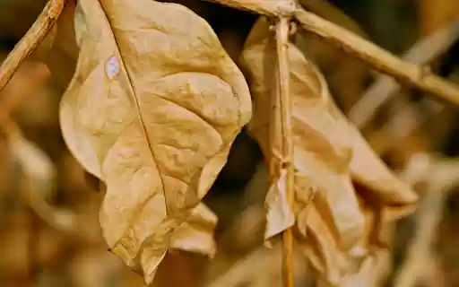 Leaves and branches wither  from Chrome web store to be run with OffiDocs Chromium online