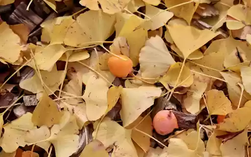 Leaves fall and fruit falls from Chrome web store to be run with OffiDocs Chromium online Leaves fall and fruit falls from Chrome web store to be run with OffiDocs Chromium online