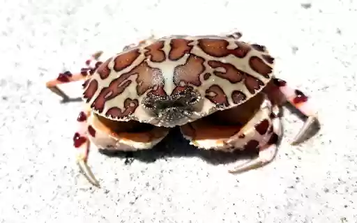 Leopard crab from Chrome web store to be run with OffiDocs Chromium online Leopard crab from Chrome web store to be run with OffiDocs Chromium online