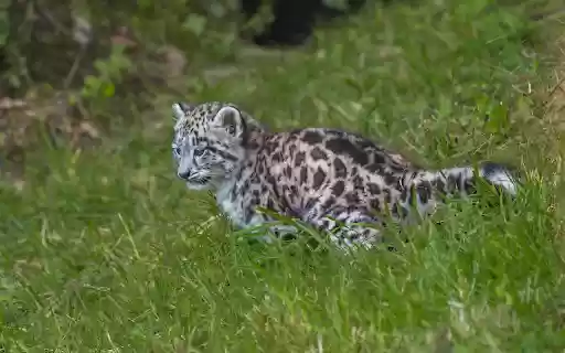 Leopard cub hunting  from Chrome web store to be run with OffiDocs Chromium online