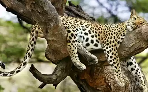 Leopard Napping on a Tree: The Silent Predator at Rest  from Chrome web store to be run with OffiDocs Chromium online